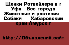 Щенки Ротвейлера в г.Уфа - Все города Животные и растения » Собаки   . Хабаровский край,Амурск г.